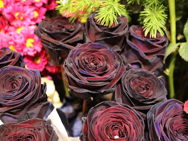 các loại hoa hồng - hoa hồng đen