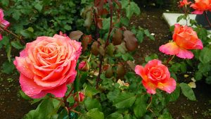 các loại hoa hồng - Albrecht Durer
