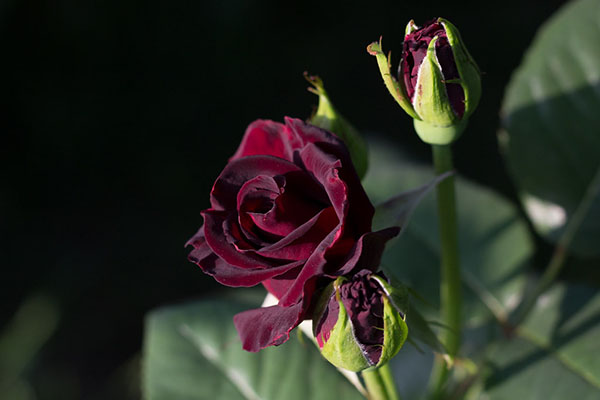 các loại hoa hồng - Baccara