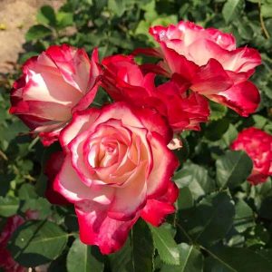 các loại hoa hồng - Double Delight