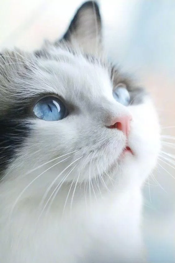 Đôi mắt xanh dương cực đẹp của Ragdoll.  (Nguồn ảnh: Internet)