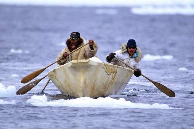 Công nghệ nguyên thủy: Bí ẩn về những chiếc lao động từ gạc tuần lộc của người Inuit - Ảnh 5.