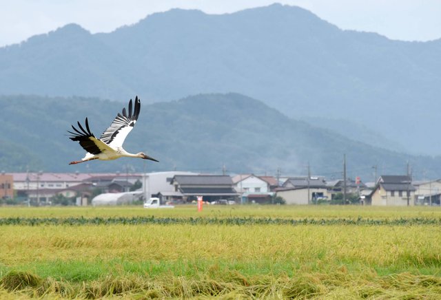 Sức quyến rũ của hạt giúp Nhật Bản phát triển ngành du lịch - Ảnh 2.